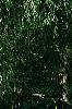 Abies alba, habit