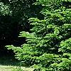 Abies alba, habit