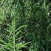 Abies alba, habit