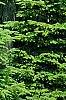 Abies alba, habit