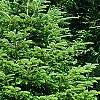 Abies alba, habit