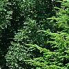 Abies alba, habit