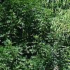 Abies alba, habit