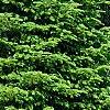 Abies alba, habit