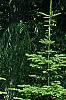 Abies alba, habit