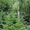 Abies alba, habit