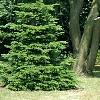 Abies alba, habit
