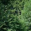 Abies alba, habit