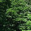 Abies alba, habit