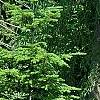 Abies alba, habit