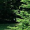 Abies alba, habit