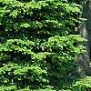 Abies alba, habit
