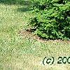 Abies alba, habit