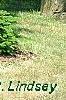 Abies alba, habit
