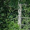 Abies alba, habit