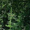 Abies alba, habit