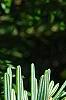 Abies alba, leaves