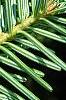 Abies alba, leaves
