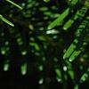 Abies alba, leaves