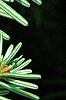 Abies alba, leaves