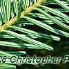 Abies alba, leaves
