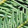 Abies alba, leaves
