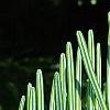 Abies alba, leaves
