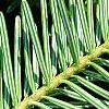 Abies alba, leaves