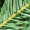 Abies alba, leaves