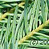 Abies alba, leaves