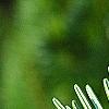 Abies alba, leaves