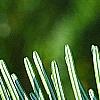Abies alba, leaves