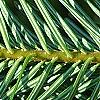 Abies alba, leaves