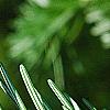 Abies alba, leaves