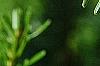 Abies alba, leaves