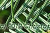 Abies alba, leaves