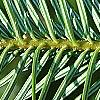 Abies alba, leaves