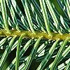 Abies alba, leaves