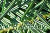 Abies alba, leaves