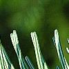 Abies alba, leaves