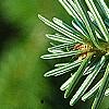 Abies alba, leaves