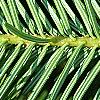 Abies alba, leaves