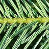 Abies alba, leaves