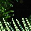 Abies alba, leaves