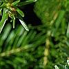 Abies alba, leaves