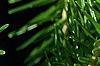 Abies alba, leaves