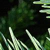 Abies alba, leaves