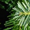 Abies alba, leaves