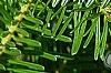 Abies alba, leaves