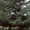 Abies balsamea, habit